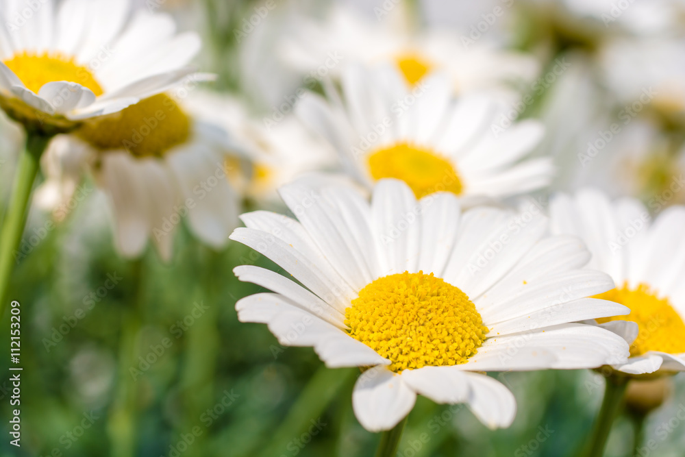 Fototapeta premium Wunderschöne Wiese voller Margeriten