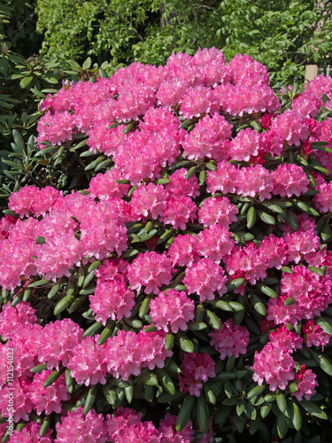 Rhododendron, Blüten