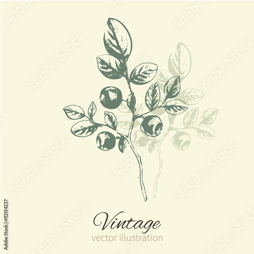 Graphic Blueberry isolated on background with space for text, Vector illustration, hand drawn engraved sketch for wallpaper, wrapping paper, textile, cosmetics and package design