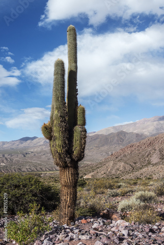 cardón, cactus typical Andean highlands © juanmartinotero