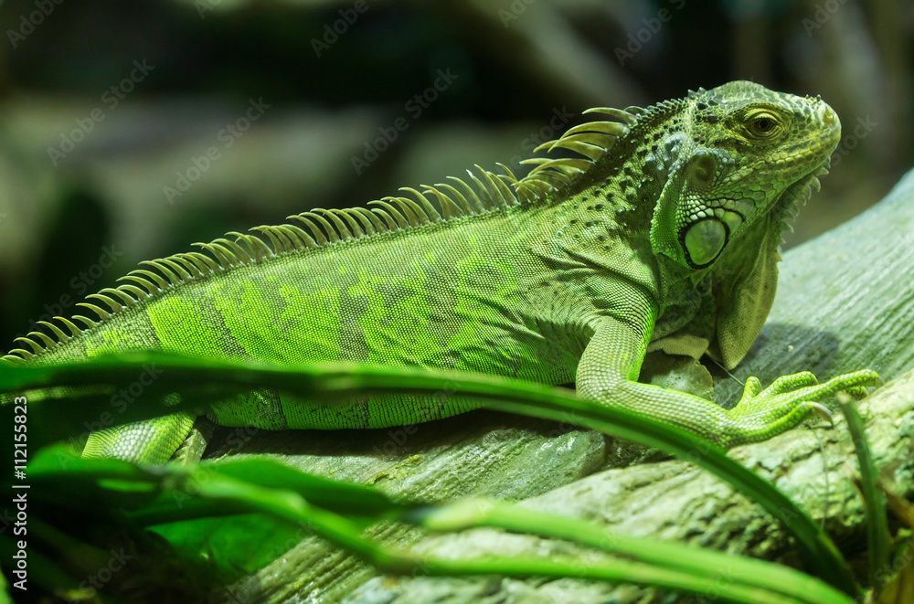 Obraz premium Common green iguana standing on a branch