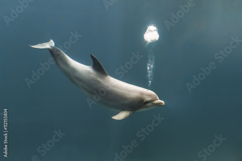 Vászonkép Bottlenose dolphin blowing bubbles