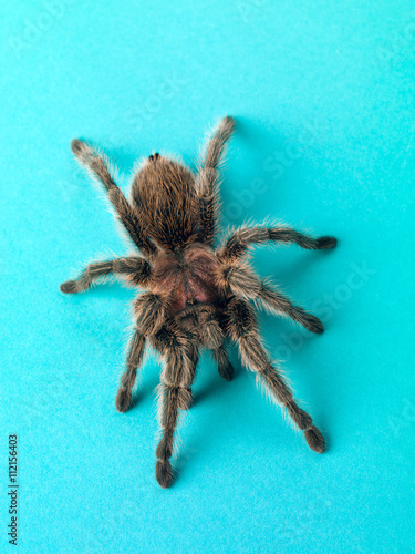 top view of a tarantula.
