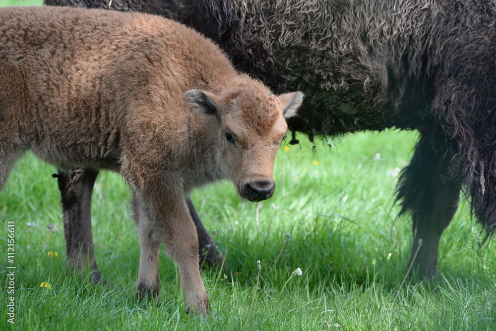Fototapeta premium Bisonnachwuchs, hübsches Bisonkalb bei seiner Mutter