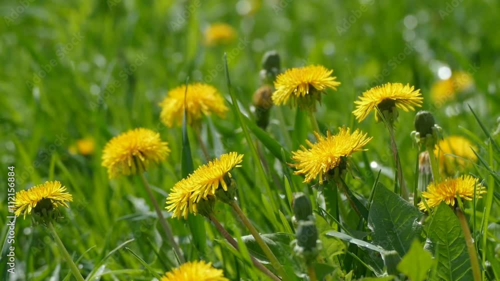 dandelion in a meadow in bloom slow motion video dandelion in a meadow in bloom slow motion video