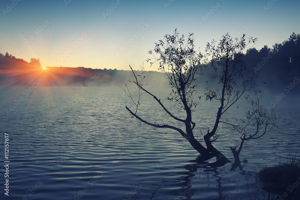 Lonely tree growing in a pond at sunrise Lonely tree growing in a pond at sunrise