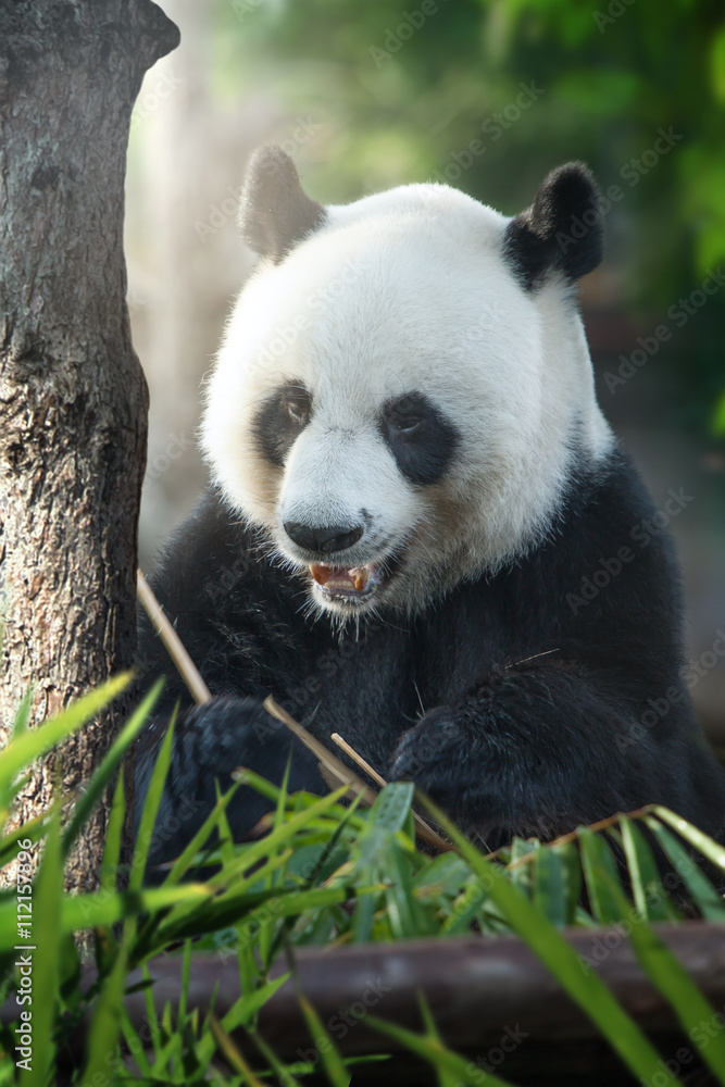 Obraz premium portrait of nice panda bear eating in summer environment