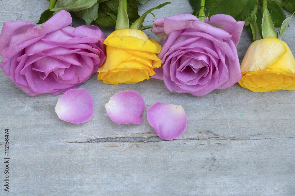 Border row of Pink, yellow, purple roses on a grey old wooden background with empty copy space