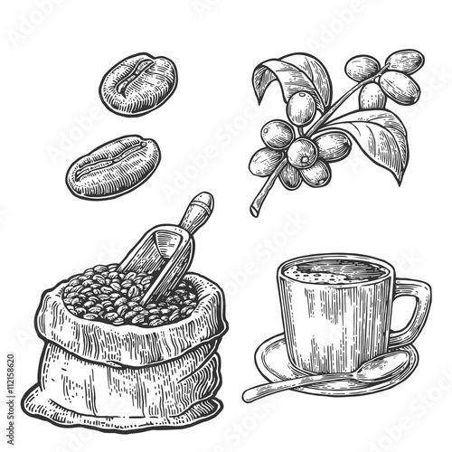 Sack with coffee beans with wooden scoop and beans, cup, branch with leaf and berry.