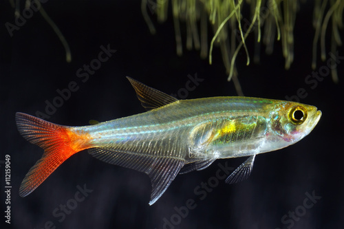 Fototapeta Glass bloodfin tetra