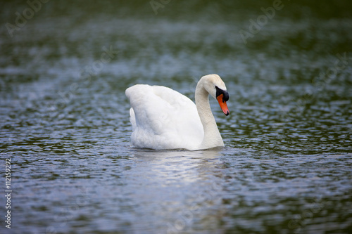 swan swim
