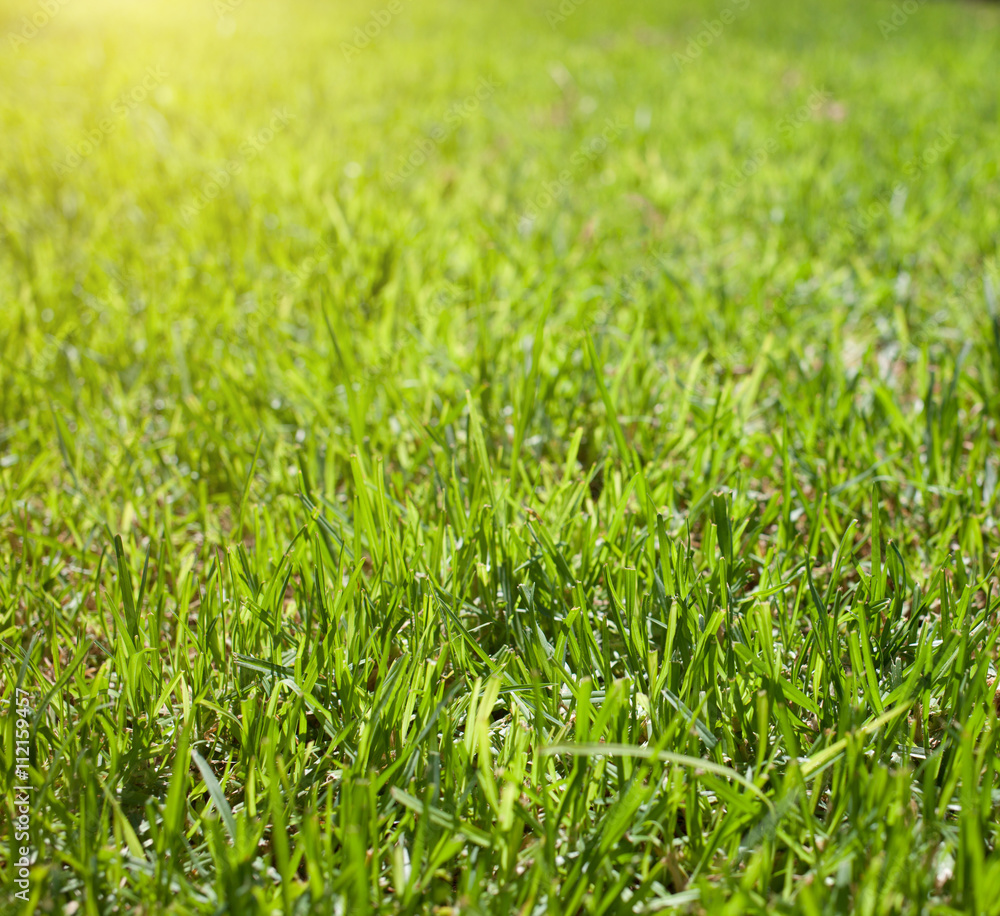 background of grass