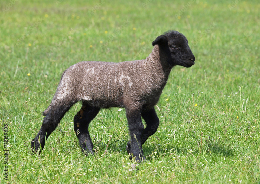 The suffolk lamb walks on a green meadow The suffolk lamb walks on a green meadow
