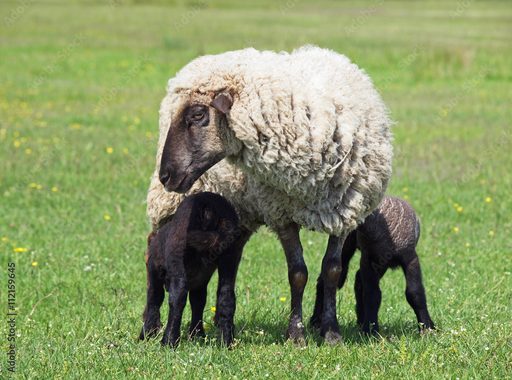 Suffolk sheep with two lambs on meadow Suffolk sheep with two lambs on meadow