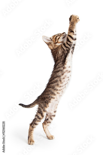 Cute Kitten Standing Reaching Paws Up