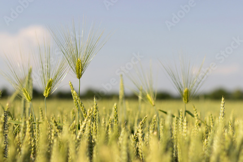 Green barley