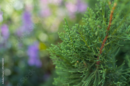 Close up coniferous tree with blurred for background