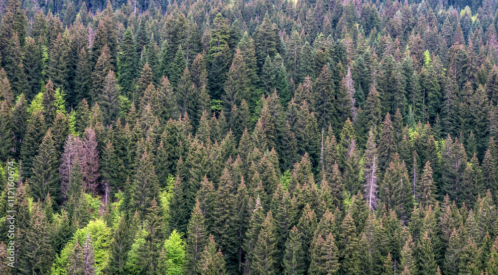 Texture of coniferous forest.