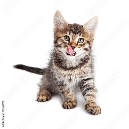 Photography Hungry kitten tongue out licking