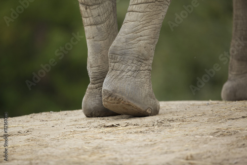 largest land animal feet