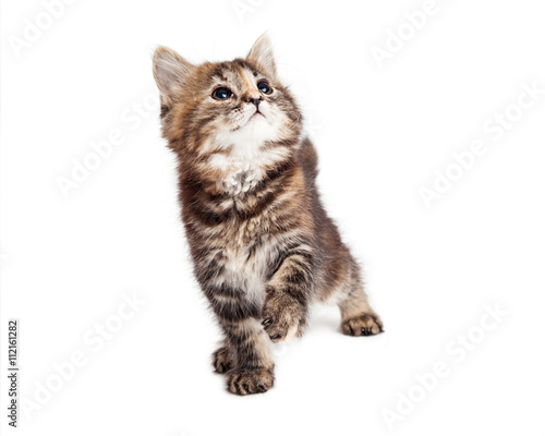 Playful Tabby Kitten Lifting Paw