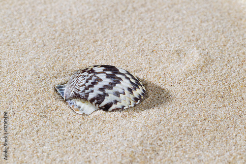 seashell on sand.