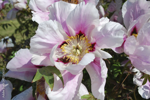 Rock's peony (as known Paeonia rockii) or tree peony is a woody species of peony that was named after Joseph Rock. It is native to the mountains of Gansu and adjoining provinces in China. photo