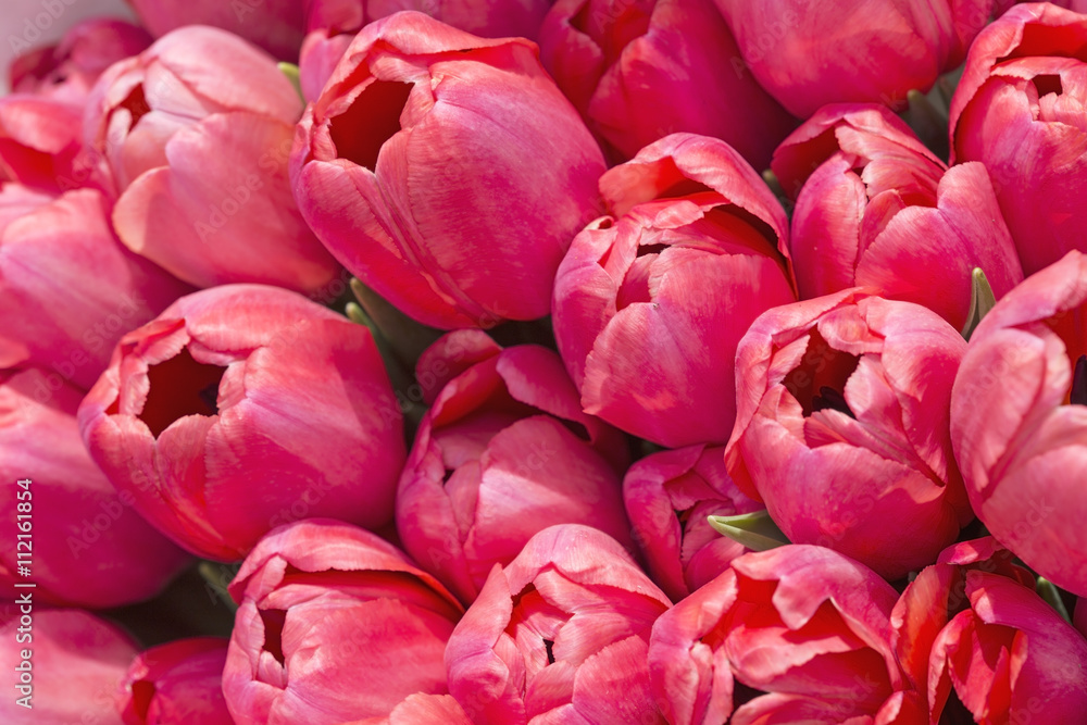 Pink tulips Pink tulips