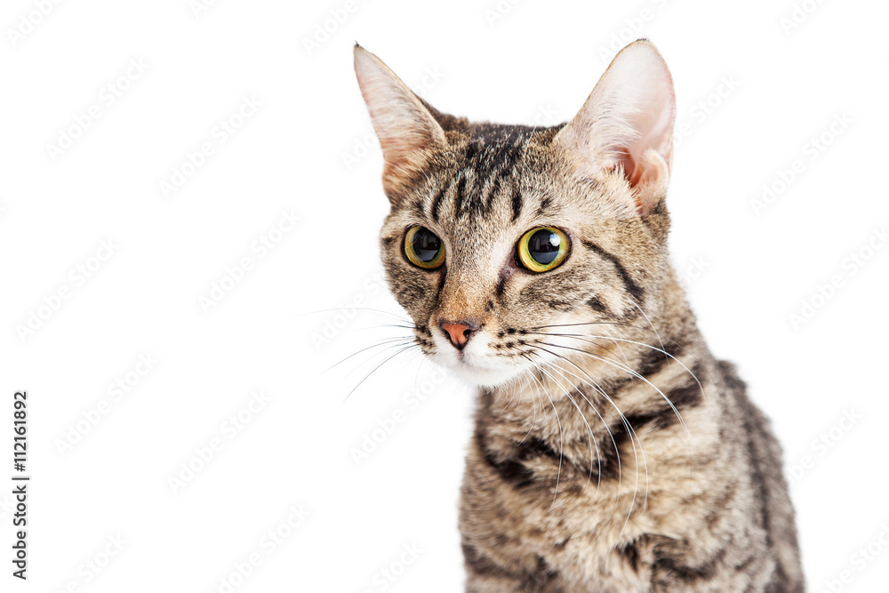 Portrait Young Tabby Cat Looking Side Portrait Young Tabby Cat Looking Side
