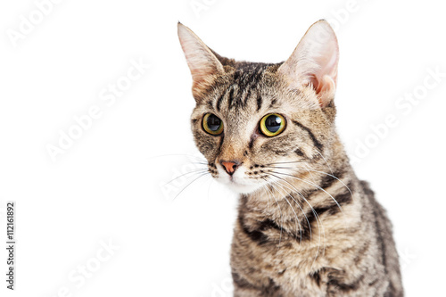 Portrait Young Tabby Cat Looking Side © adogslifephoto
