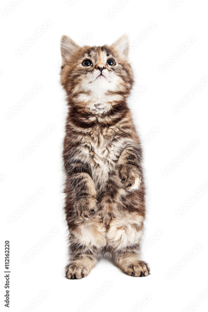 Obraz premium Tabby Kitten Sitting Up Begging