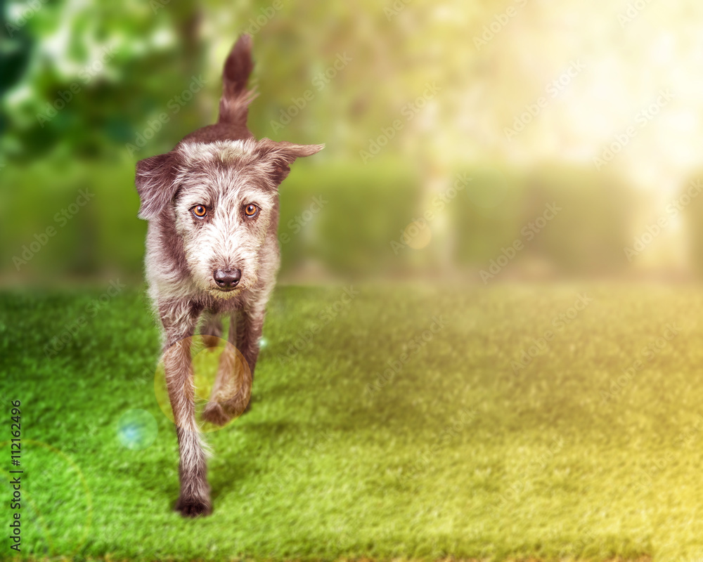 Terrier Dog Running on Grass With Copy Space Terrier Dog Running on Grass With Copy Space