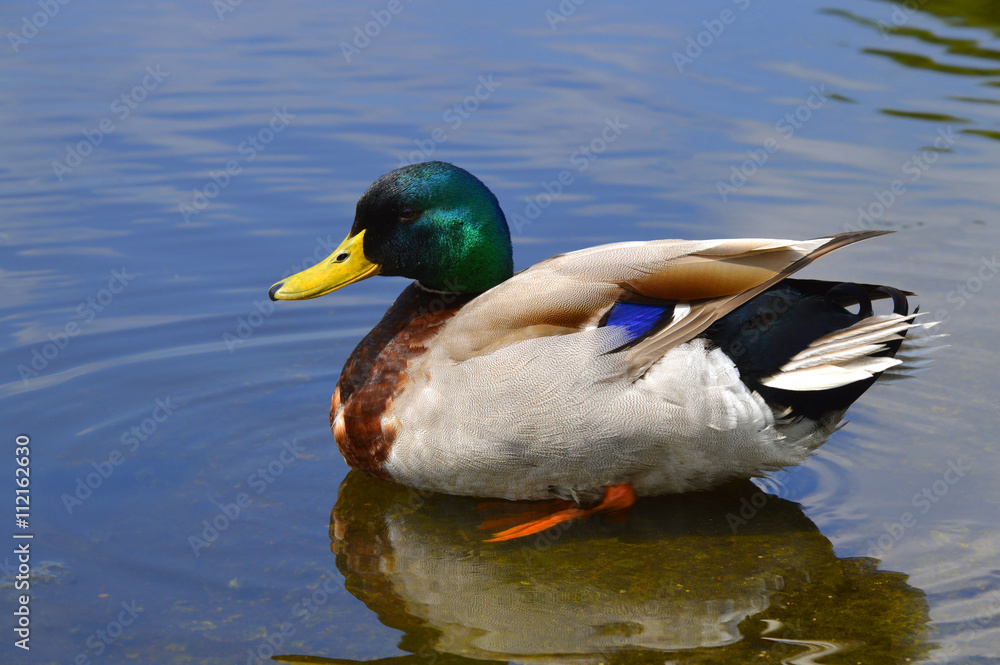 A male Mallard duck Latin name Anas platyrhynchos A male Mallard duck Latin name Anas platyrhynchos