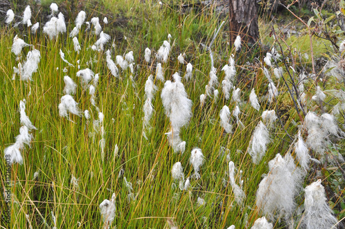 Cotton grass on the Taimyr Peninsula. photo