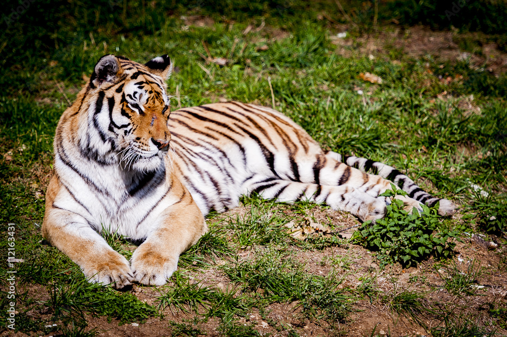 Tigre couché Photos | Adobe Stock