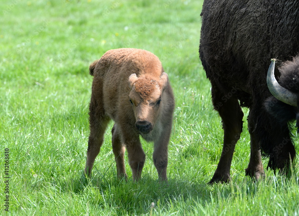 tired, buffalo calf with it`s mam tired, buffalo calf with it`s mam