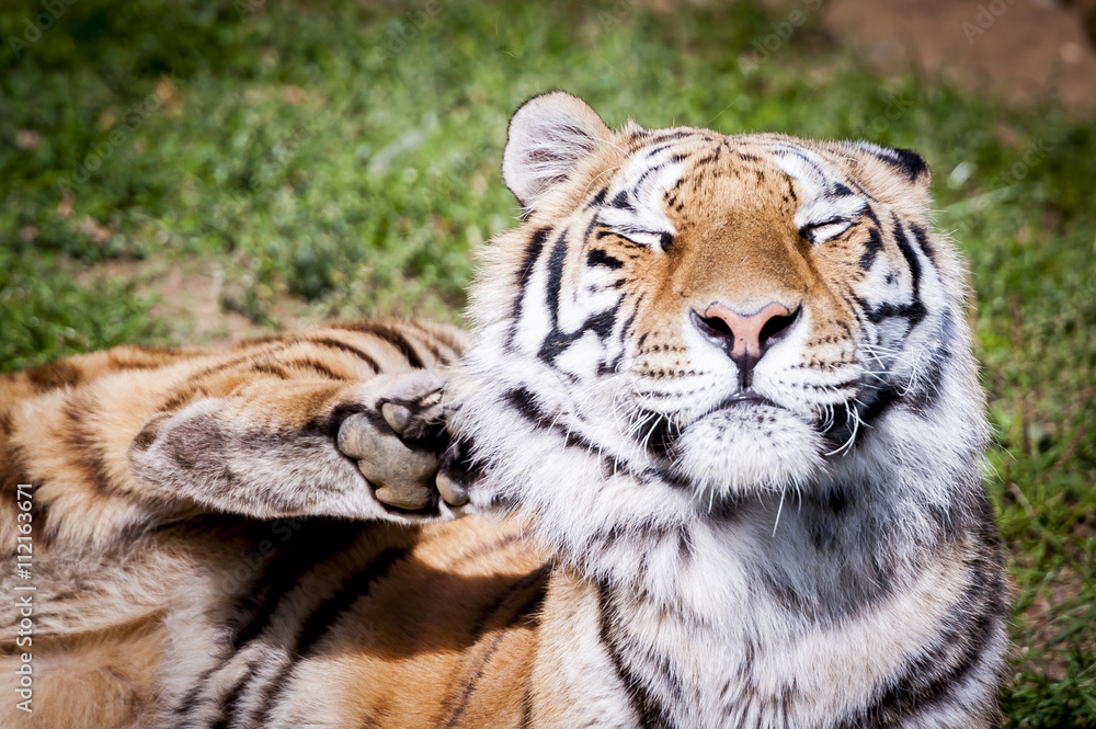 Obraz premium Tigre en train de se gratter