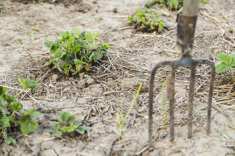 Pitchfork in the ground closeup Pitchfork in the ground closeup