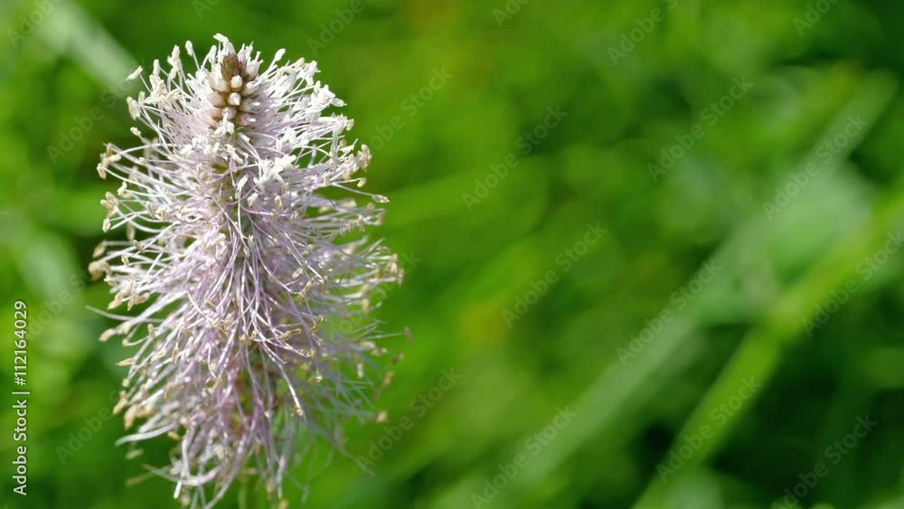 A white flower in the plant with small petals on the flower and the green stem A white flower in the plant with small petals on the flower and the green stem