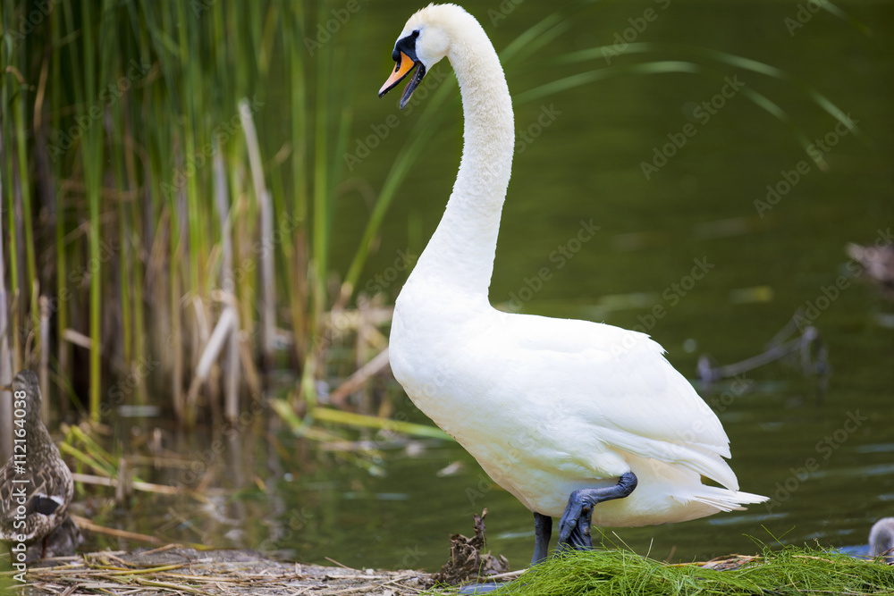 Fototapeta premium Vicious Swan