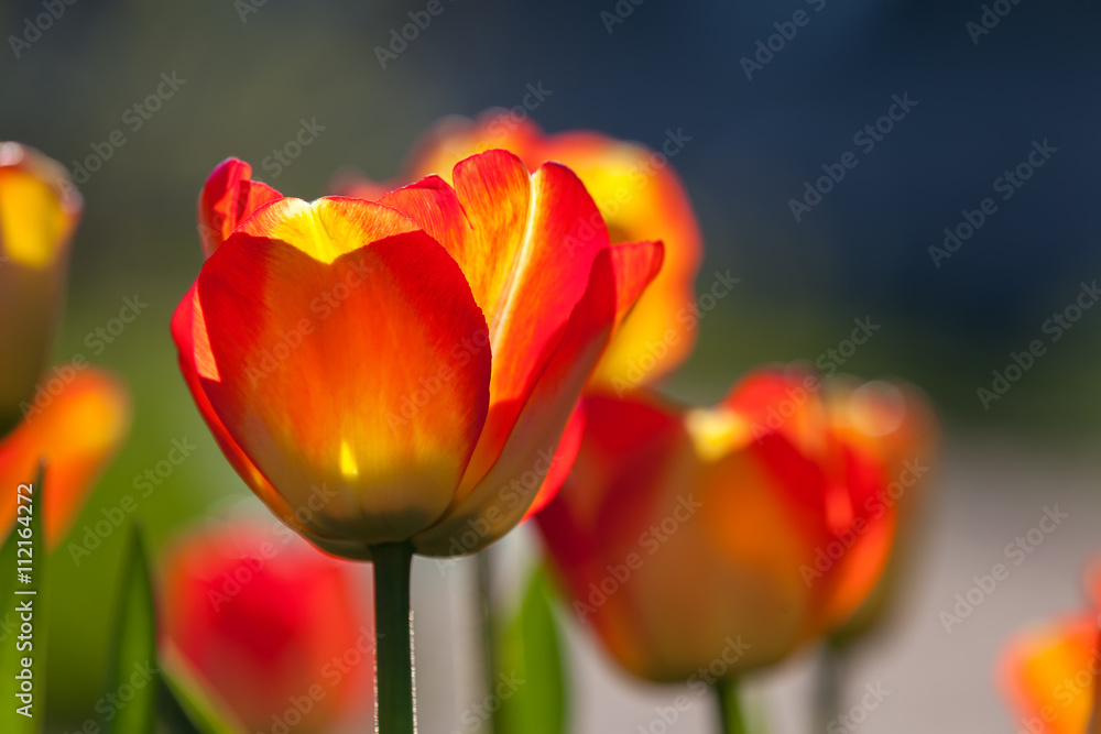 Red and yellow tulips against the sun, field of spring flower tu Red and yellow tulips against the sun, field of spring flower tu