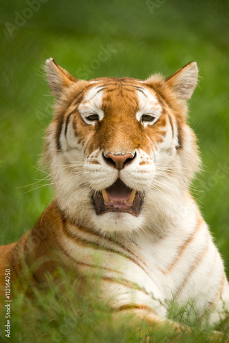 Fototapeta Naklejka Na Ścianę i Meble -  Bengal Tiger