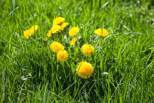 Yellow dandelions on a background of green grass close up