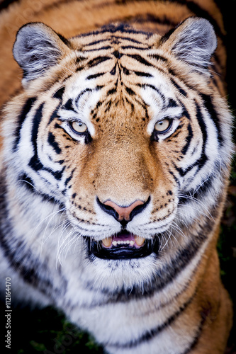 Portrait de tigre