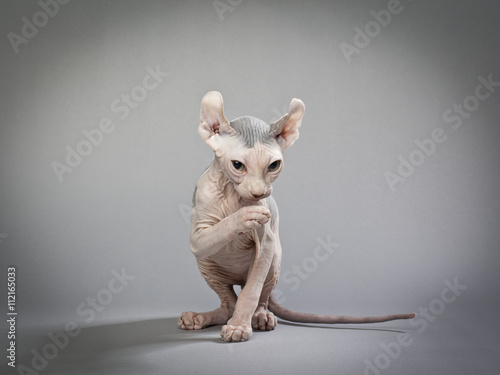 Photography wrinkly hairless cat