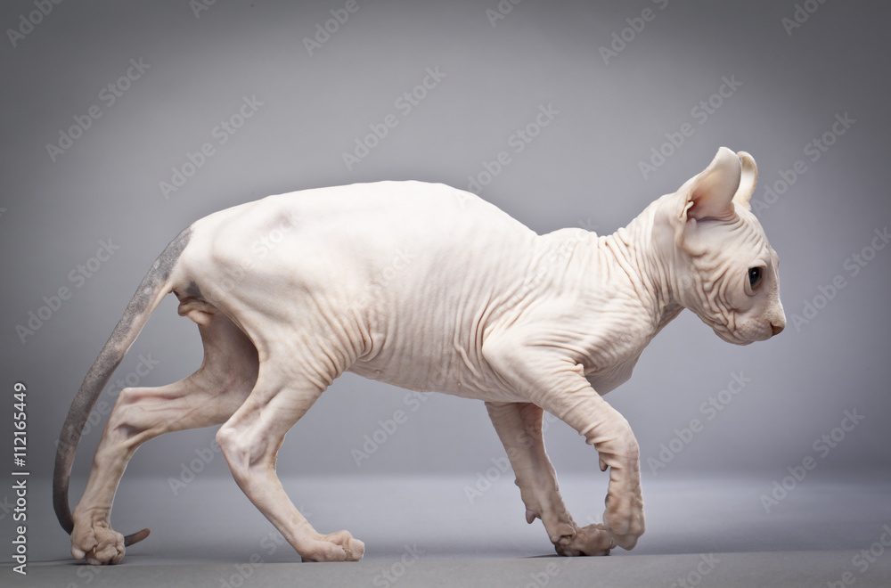 Fototapeta premium walking hairless cat