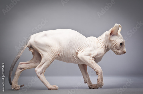 walking hairless cat