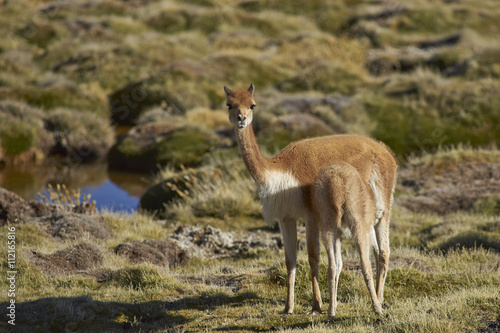 Female vicuna (Vicugna vicugna) suckling its offspring on the altiplano in Lauca National Park, northern Chile.