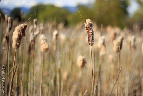 Foxtails in a Swamp.