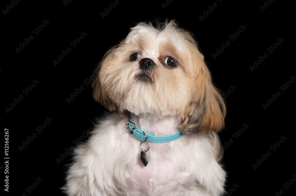 Shih-Tzu en studio sur fond noir Shih-Tzu en studio sur fond noir